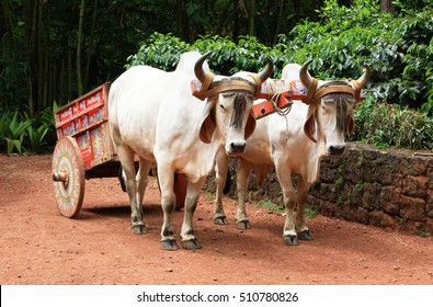 Oxcart Costa Rica 1