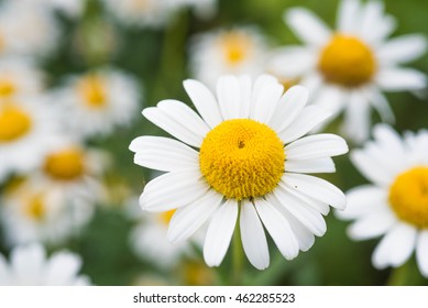 Oxe Eye Daisey Stock Photo 462285523 | Shutterstock