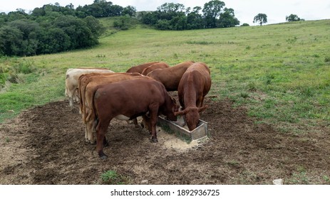 7,639 Feed troughs Images, Stock Photos & Vectors | Shutterstock