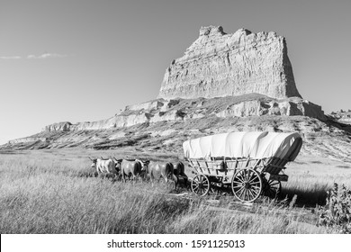 Oxen Pull A Conestoga Covered Wagon On The Oregon Trail, At Mitchell Pass, Scotts Bluff National Monument, Near Eagle Rock And Scottsbluff, Nebraska.