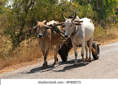 An Oxen Wagon On The Road