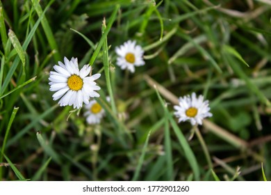 Oxeye daisies in the grass