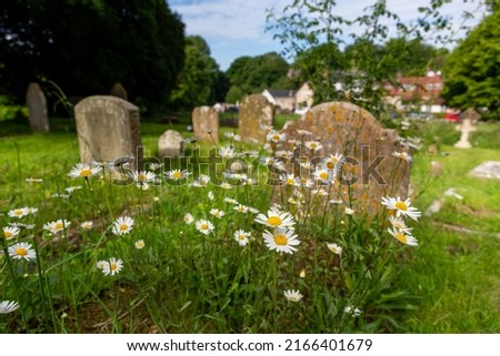 Oxeye daisies growing on a grave in a pretty ancient English churchyard