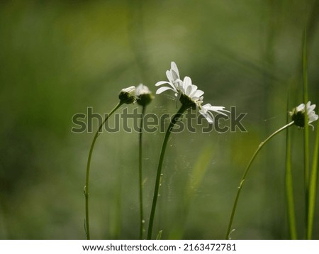 Similar – Erstlingsfrucht Farbfoto