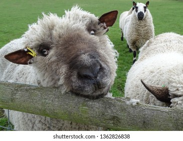 64 Oxford sheep Images, Stock Photos & Vectors | Shutterstock