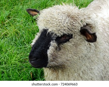 64 Oxford sheep Images, Stock Photos & Vectors | Shutterstock