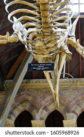 Oxford, England, UK - 3 July 2019: Fossil And Skeleton Specimen Of Marine Life Exhibit In Oxford University Museum Of Natural History.