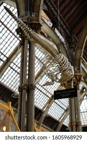 Oxford, England, UK - 3 July 2019: Fossil And Skeleton Specimen Of Marine Life Exhibit In Oxford University Museum Of Natural History.