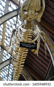 Oxford, England, UK - 3 July 2019: Fossil And Skeleton Specimen Of Marine Life Exhibit In Oxford University Museum Of Natural History.