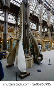 Oxford, England, UK - 3 July 2019: Fossil And Skeleton Specimen Of Marine Life Exhibit In Oxford University Museum Of Natural History.