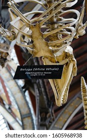 Oxford, England, UK - 3 July 2019: Fossil And Skeleton Specimen Of Marine Life Exhibit In Oxford University Museum Of Natural History.