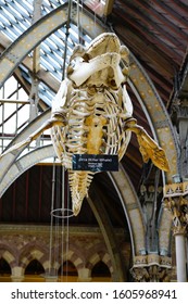 Oxford, England, UK - 3 July 2019: Fossil And Skeleton Specimen Of Marine Life Exhibit In Oxford University Museum Of Natural History.