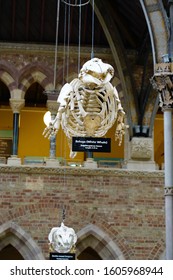 Oxford, England, UK - 3 July 2019: Fossil And Skeleton Specimen Of Marine Life Exhibit In Oxford University Museum Of Natural History.