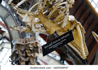 Oxford, England, UK - 3 July 2019: Fossil And Skeleton Specimen Of Marine Life Exhibit In Oxford University Museum Of Natural History.