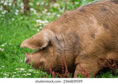 Oxford Sandy and Black pig at Symondsbury Estate, Bridport, Dorset - Shutterstock ID 2366839599