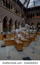 OXFORD, UK - MAY 28, 2022: Interior view of the Oxford University Museum of Natural History with animal skeletons on display in Oxford, UK.