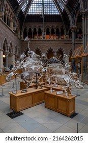 OXFORD, UK - MAY 28, 2022: Interior view of the Oxford University Museum of Natural History with animal skeletons on display in Oxford, UK.
