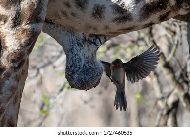 Oxpecker Bird Landing On Giraffe Genitals