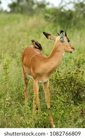 An Oxpecker Bird On The Back Of A Wild Impala Antelope In The African Bush.