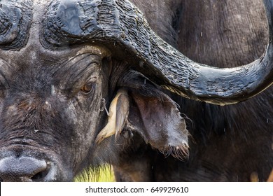 Ox-pecker and the Buffalo