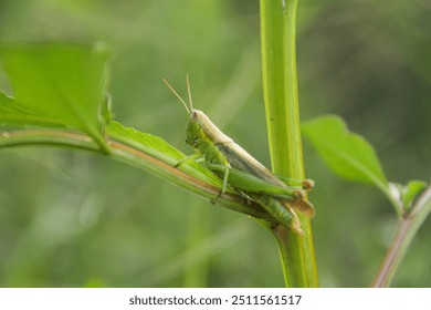 Oxya chinensis sinuosa or rice grasshopper, an insect that is often found in rice plants and disguises itself there - Powered by Shutterstock