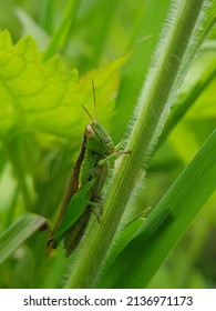 Oxya the Green grasshopper is the type of plant eating insect pest, the most feared by rice farmers. The uniqueness of the locusts also has ability Polymorphism Body color is ability to chane body col
