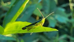 Oxya Japonica, Also Known As Japanese Grasshopper Or Rice Grasshopper, Is A Type Of Grasshopper With Short Horns That Belongs To The Acrididae Family.