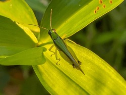 Oxya Japonica, Also Known As Japanese Grasshopper Or Rice Grasshopper, Is A Type Of Grasshopper With Short Horns That Belongs To The Acrididae Family.