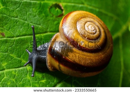 Similar – Foto Bild Gartenschnecke IX Blatt