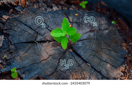 Oxygen (O2), water (H2O), and carbon dioxide (CO2) are fundamental compounds essential for life on Earth. O2 sustains respiration, H2O vitalizes hydration, and CO2 drives photosynthesis, - Powered by Shutterstock