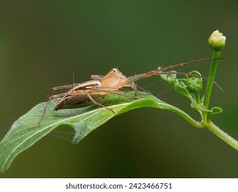 Oxyopes salticus is a species of lynx spider, commonly known as the striped lynx spider, first described by Hentz in 1845.