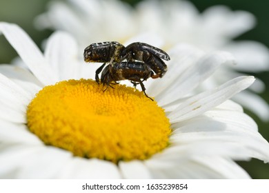 Oxythyrea Funesta Copula On A Daisy