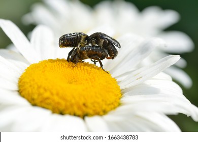 Oxythyrea Funesta Copula On A Daisy