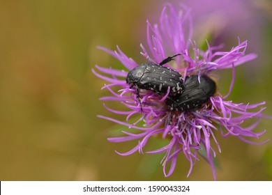 Oxythyrea Funesta On A Brownray Knapweed