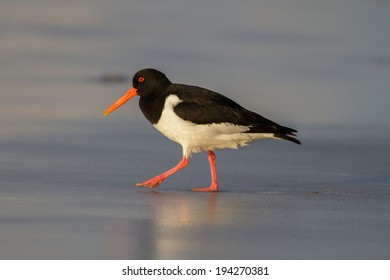 Oyster Catcher