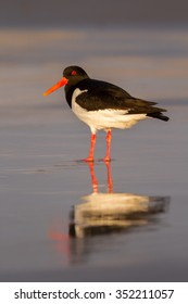 Oyster Catcher