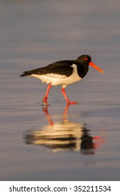 Oyster Catcher