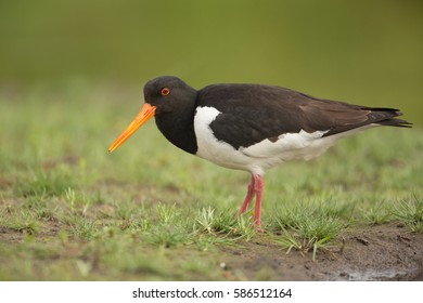 Oyster Catcher