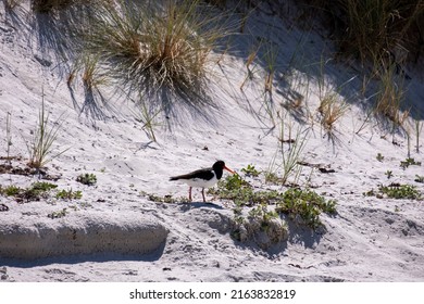 Oyster Catcher Bird On The Sand 