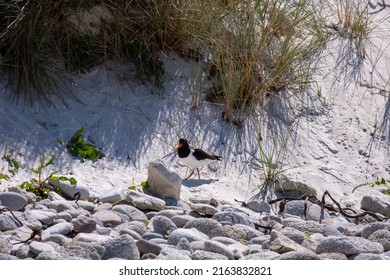 Oyster Catcher Bird On The Sand 