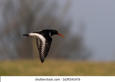 flight catcher number