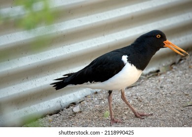 the oyster catcher has a orange eye and beak