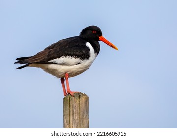 Oyster Catcher On A Post