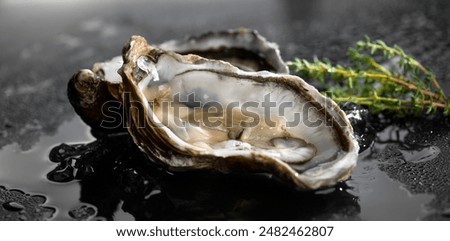 Oyster close up over black background, open french oysters on ice. Healthy sea food. Oyster dinner in restaurant. Gourmet food, delicatessen. Macro shot