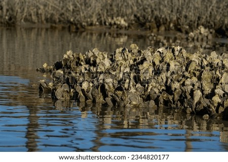 Oyster Cluster in a SC Lagoon
