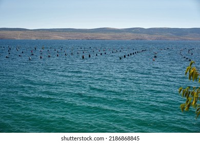 Oyster Farm In Croatia. Suitable Lagoon For Growing Oysters And Mussels