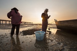 Oyster Farm With Sunlight Reflection At Ang Sila District In Chonburi, Thailand