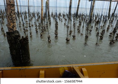 The oyster farm in Thailand, one of the best tourist attraction in Thailand, you can taste the fresh oyster freshly from the sea
