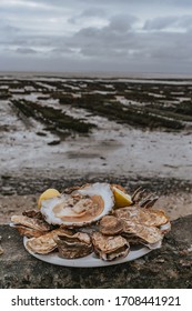 Oyster farm in west France Normandy