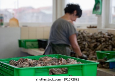 Oyster farmer cleans his produce, Bassin d'Arcachon region, France